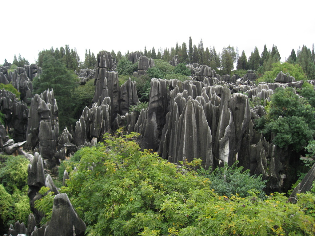 10989 Stone Forest Overlook